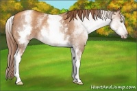 Horse Color:Gray White Spotted Gold Champagne Rabicano 