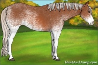 Horse Color:White Spotted Silver Bay 