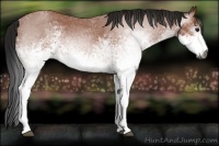 Horse Color:Gray White Spotted Bay Roan 