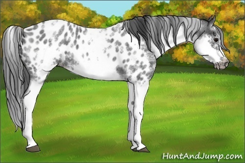 Horse Color: White Spotted Blue Roan Splash Frame Near Leopard 