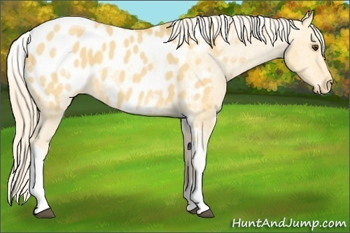 Horse Color:White Spotted Palomino Dun Tobiano Blanket