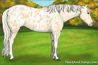 Horse Color:White Spotted Palomino Dun Tobiano Blanket