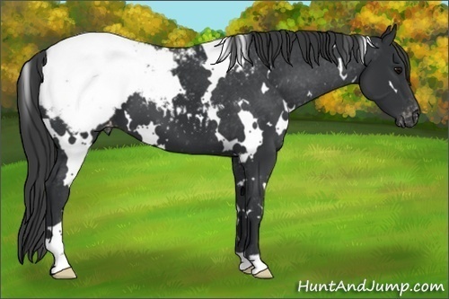 Horse Color:White Spotted Black Snowcap 