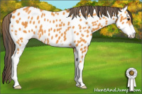 Horse Color:Buckskin Sabino Near Leopard 