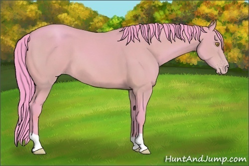 Horse Color: Unknown 