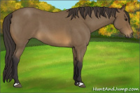 Horse Color:Buckskin Roan 