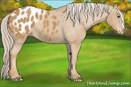 Horse Color: Palomino Blanket 