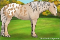Horse Color:Palomino Appaloosa