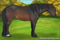 Horse Color:Brown Sabino 