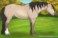 Horse Color:Amber Champagne Dun 