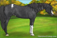 Horse Color:Brown Appaloosa