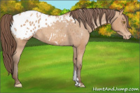 Horse Color:Amber Champagne Appaloosa 