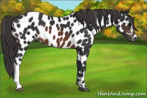 Horse Color: Brown Near Leopard 