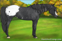 Horse Color:Brown Appaloosa 