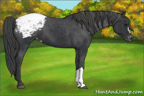 Horse Color: Brown Snowcap 