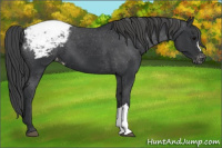 Horse Color:Brown Appaloosa