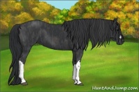 Horse Color:Black  Brindle
