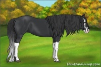 Horse Color:Black Splash 