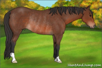 Horse Color:Bay Rabicano 