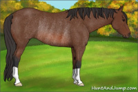 Horse Color:Bay Rabicano 
