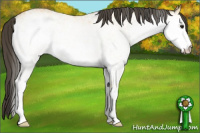 Horse Color:White Spotted Buckskin
