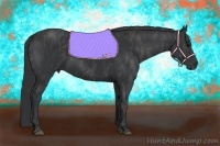 Horse Color:Black  Brindle