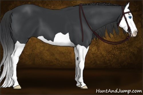 Horse Color:Black Splash