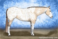 Horse Color:Bay Dun Splash Near Leopard 