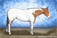 Horse Color:Bay Splash Tobiano Snowcap 