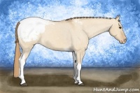Horse Color:Red Dun Tobiano Snowcap 