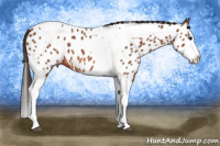Horse Color:Bay Splash Tobiano Appaloosa 
