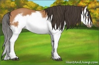 Horse Color:Bay Splash Frame 