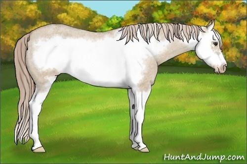 Horse Color:Chocolate Palomino Roan Dun Sabino Splash Frame Appaloosa 