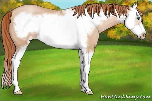 Horse Color: Buckskin Pearl Sabino Splash Frame 