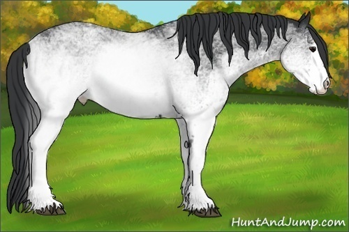 Horse Color:White Spotted Black 
