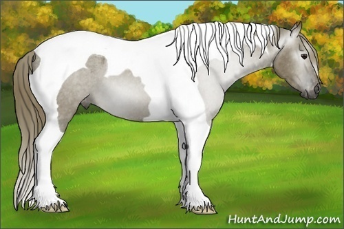 Horse Color:Gray Smoky Grullo Tobiano Blanket 