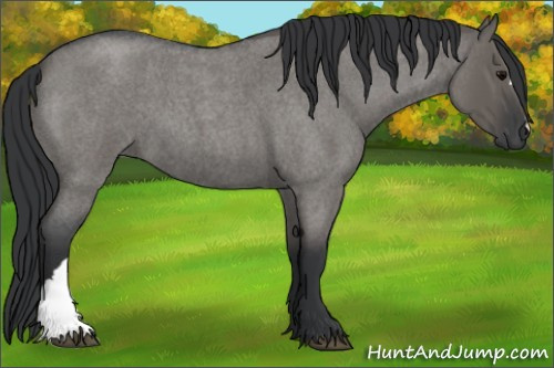 Horse Color:Grullo Roan 
