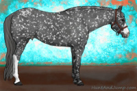 Horse Color:Brown Appaloosa