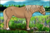 Horse Color:Chestnut Sabino 