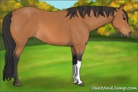 Horse Color:Bay 