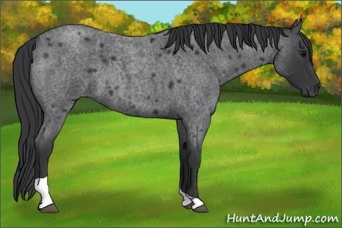 Horse Color: Blue Roan Tobiano 