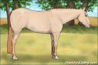 Horse Color:Gold Champagne Dun Frame