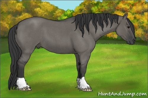 Horse Color: Grullo Roan 