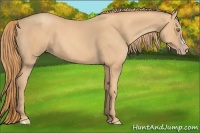Horse Color:Gold Champagne 