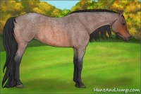 Horse Color:Bay Roan 