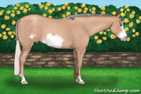 Horse Color:Silver Amber Champagne Roan Frame 