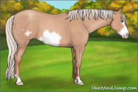 Horse Color:Silver Amber Champagne Frame 