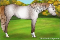 Horse Color:Gray Chestnut 