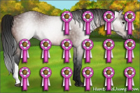 Horse Color:Gray Bay 