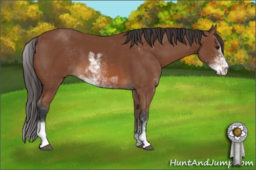 Horse Color: Unknown 